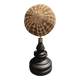 Cabinet of Curiosities sea urchin toxopneustes pileolus on base