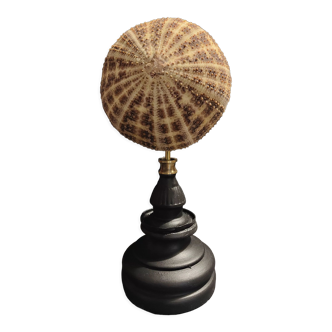Cabinet of Curiosities sea urchin toxopneustes pileolus on base