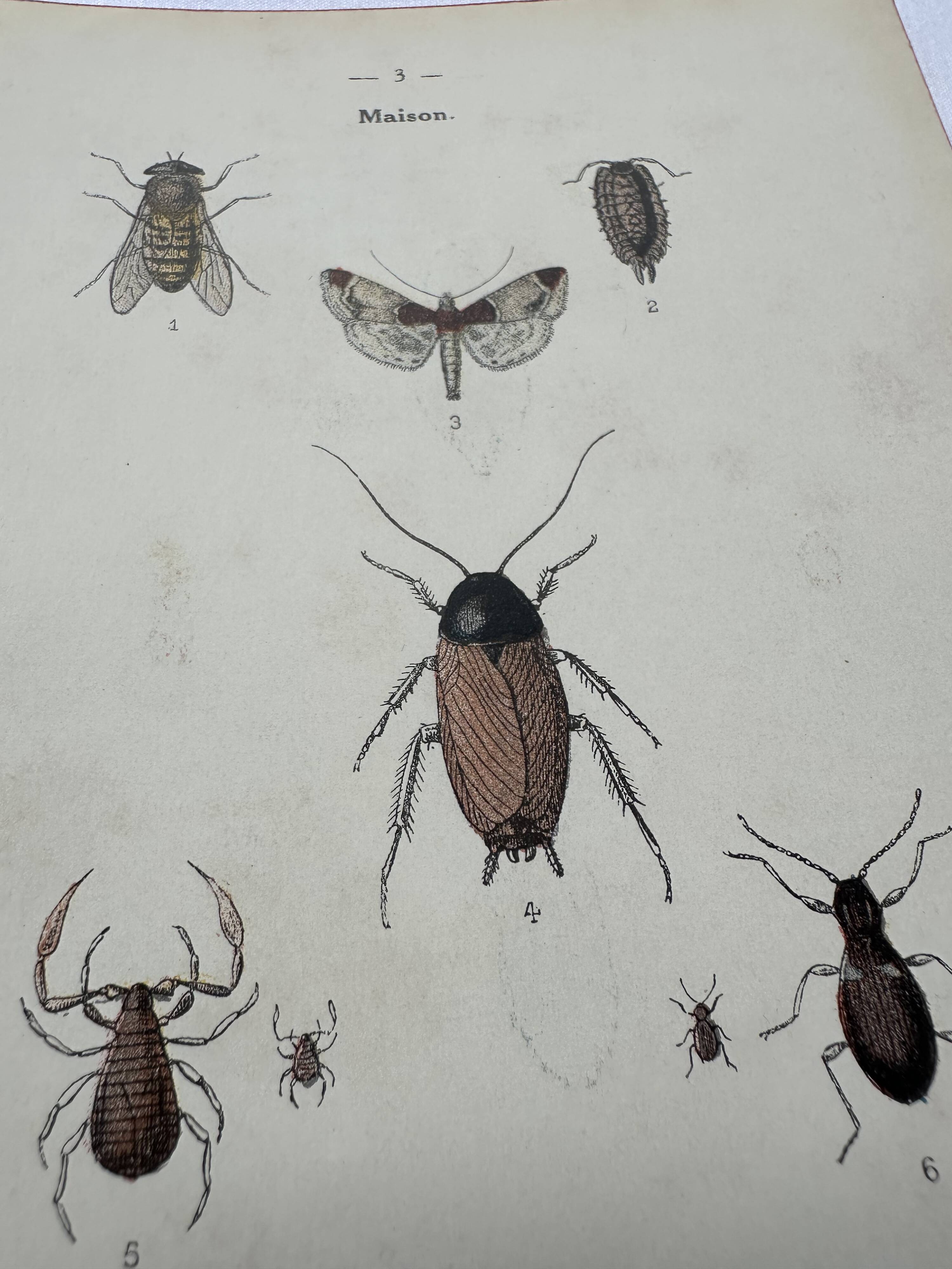 Naturalist plate insect France vintage botanical engraving