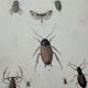 Naturalist plate insect France vintage botanical engraving