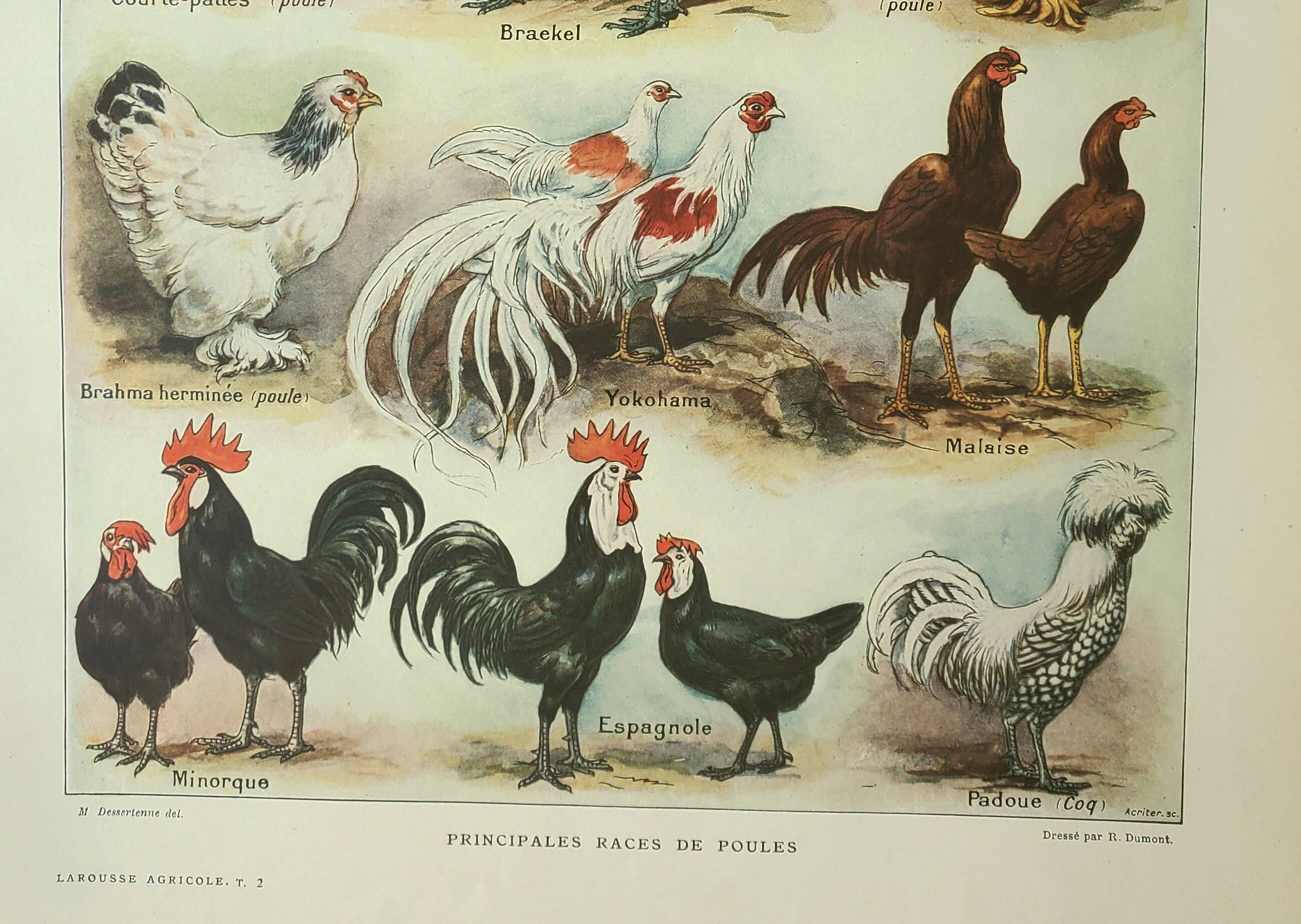 Antique engraving 1922, Hens 2, rooster, breeds, farmyard, farm • Lithograph, original illustration