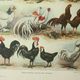 Antique engraving 1922, Hens 2, rooster, breeds, farmyard, farm • Lithograph, original illustration