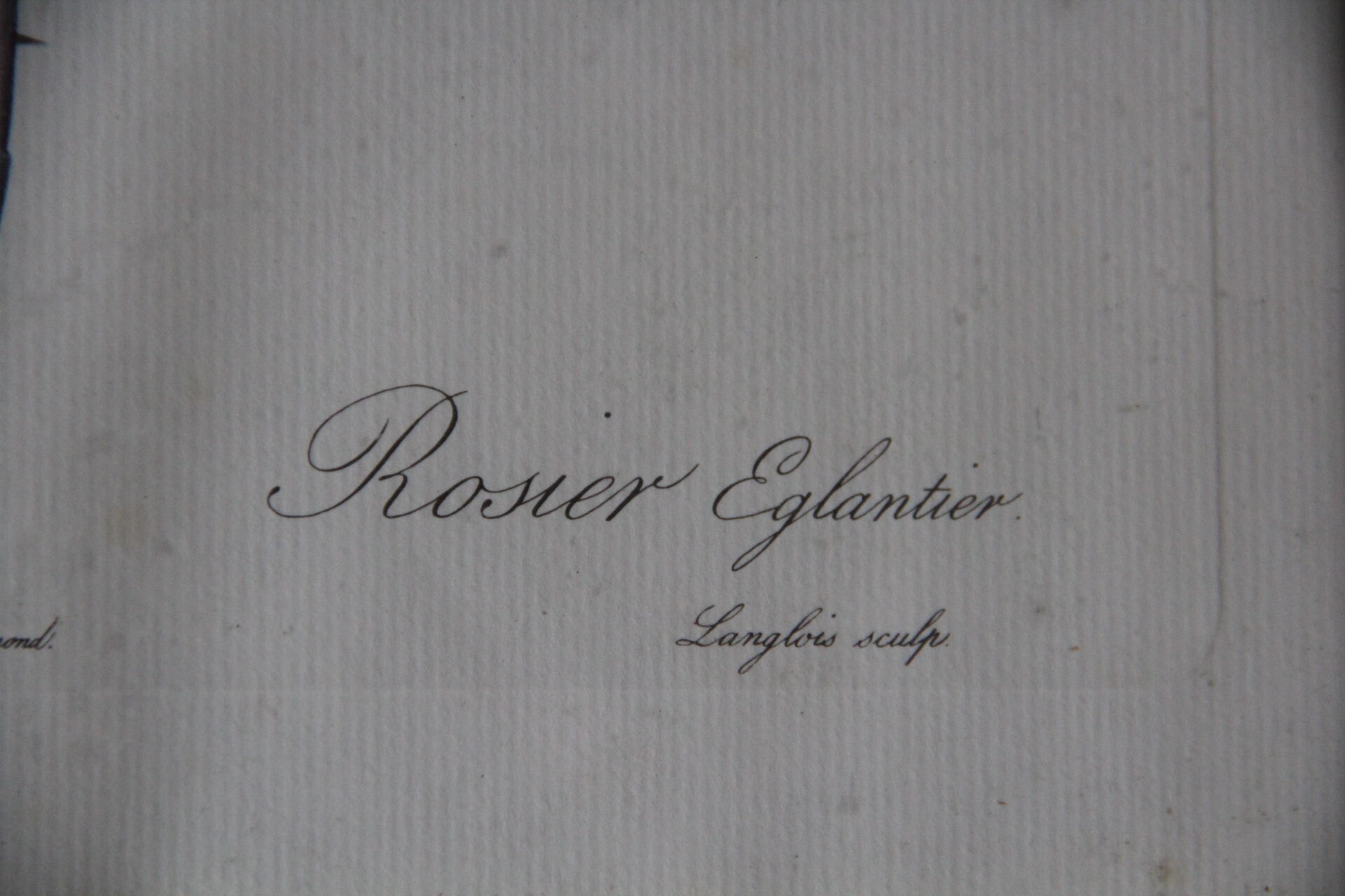 Framed engraving by P.J.Redouté Rosier Eglantier