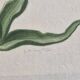 La Roche Laffitte (Born in 1943) - Watercolour drawing on silk - Tulip