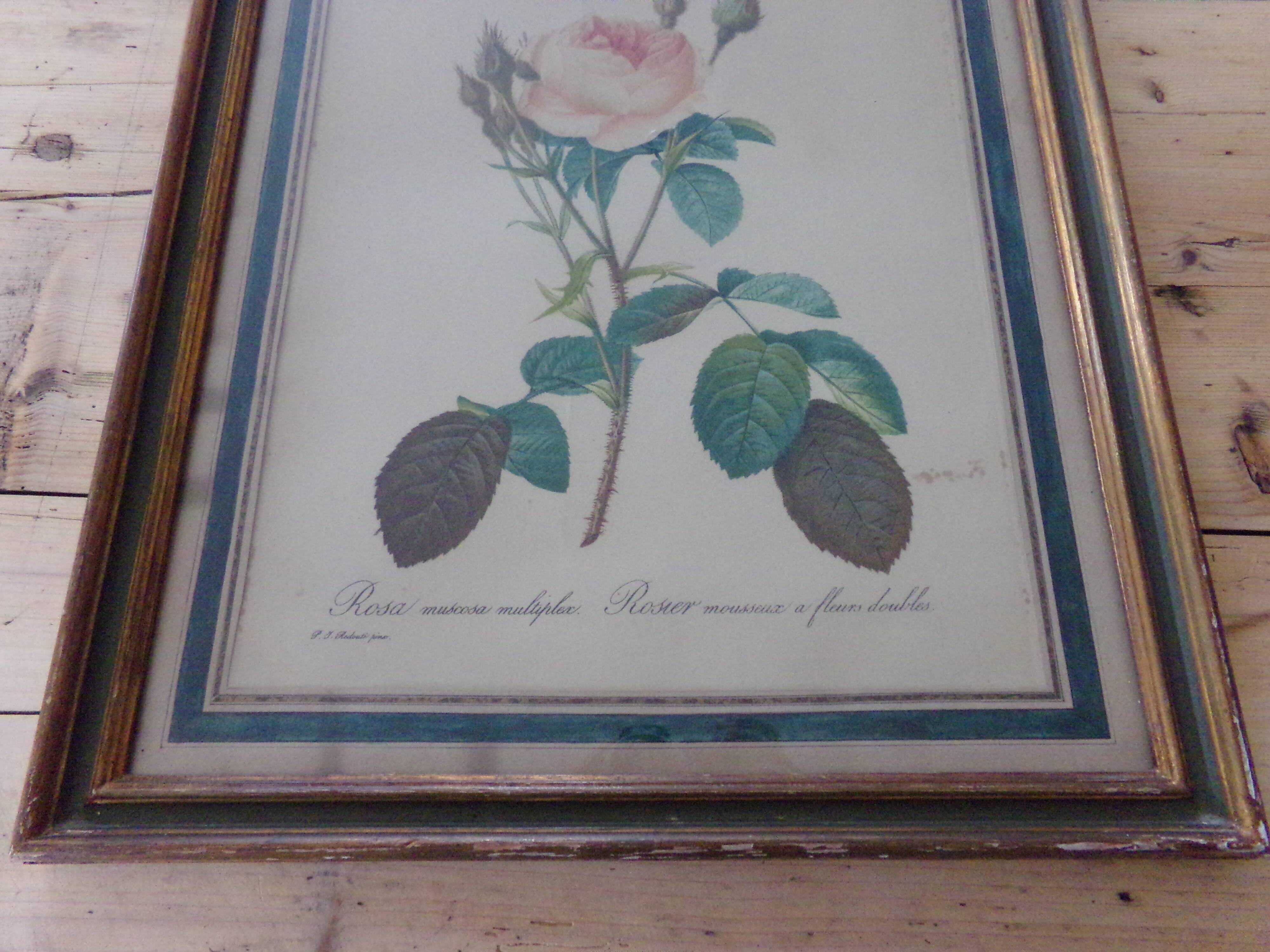 Framed antique lithograph by Pierre-Joseph Redouté