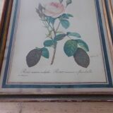 Framed antique lithograph by Pierre-Joseph Redouté