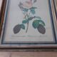 Framed antique lithograph by Pierre-Joseph Redouté