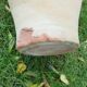 Terracotta potiche with handles 60s