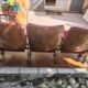 Theatre seats