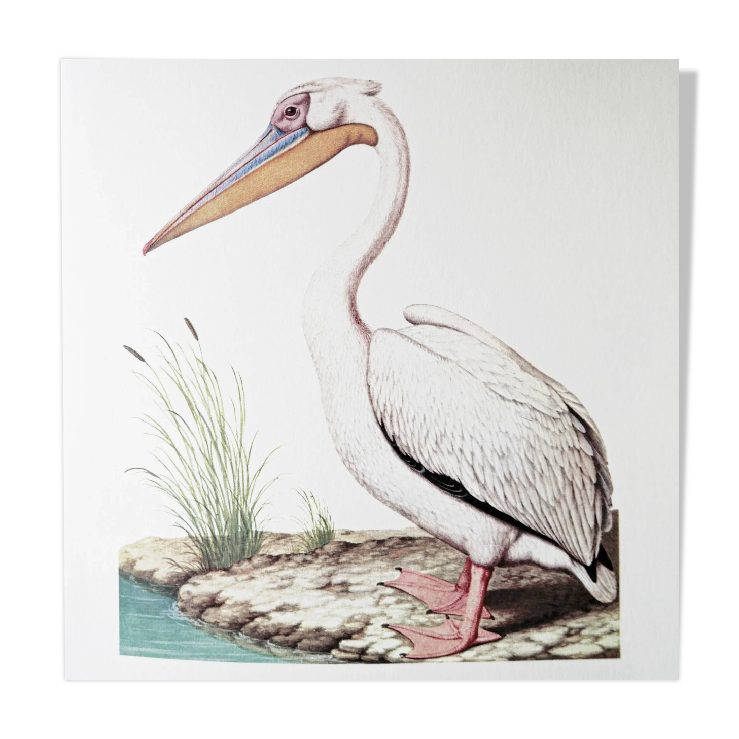 Plates of the bestiary from the Natural History Museum White Pelican