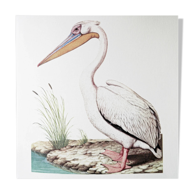 Planches de bestiaire muséum d'histoire naturelle Pélican blanc