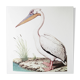 Plates of the bestiary from the Natural History Museum White Pelican