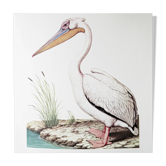 Plates of the bestiary from the Natural History Museum White Pelican