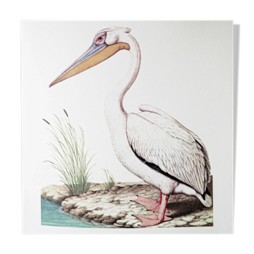 Plates of the bestiary from the Natural History Museum White Pelican