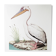 Plates of the bestiary from the Natural History Museum White Pelican
