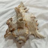 Shellfish
