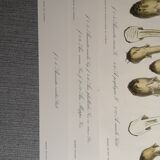 Lot de 3 planches botaniques mycologie champignon vintage
