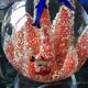 Murano glass ball paperweight Coral dolphins and fish