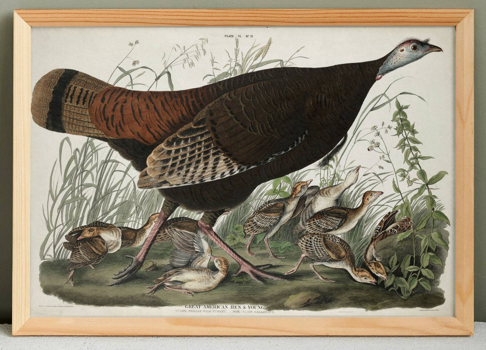 Poster about the Wild Turkey, based on an old engraving from 1827.