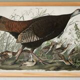 Poster about the Wild Turkey, based on an old engraving from 1827.