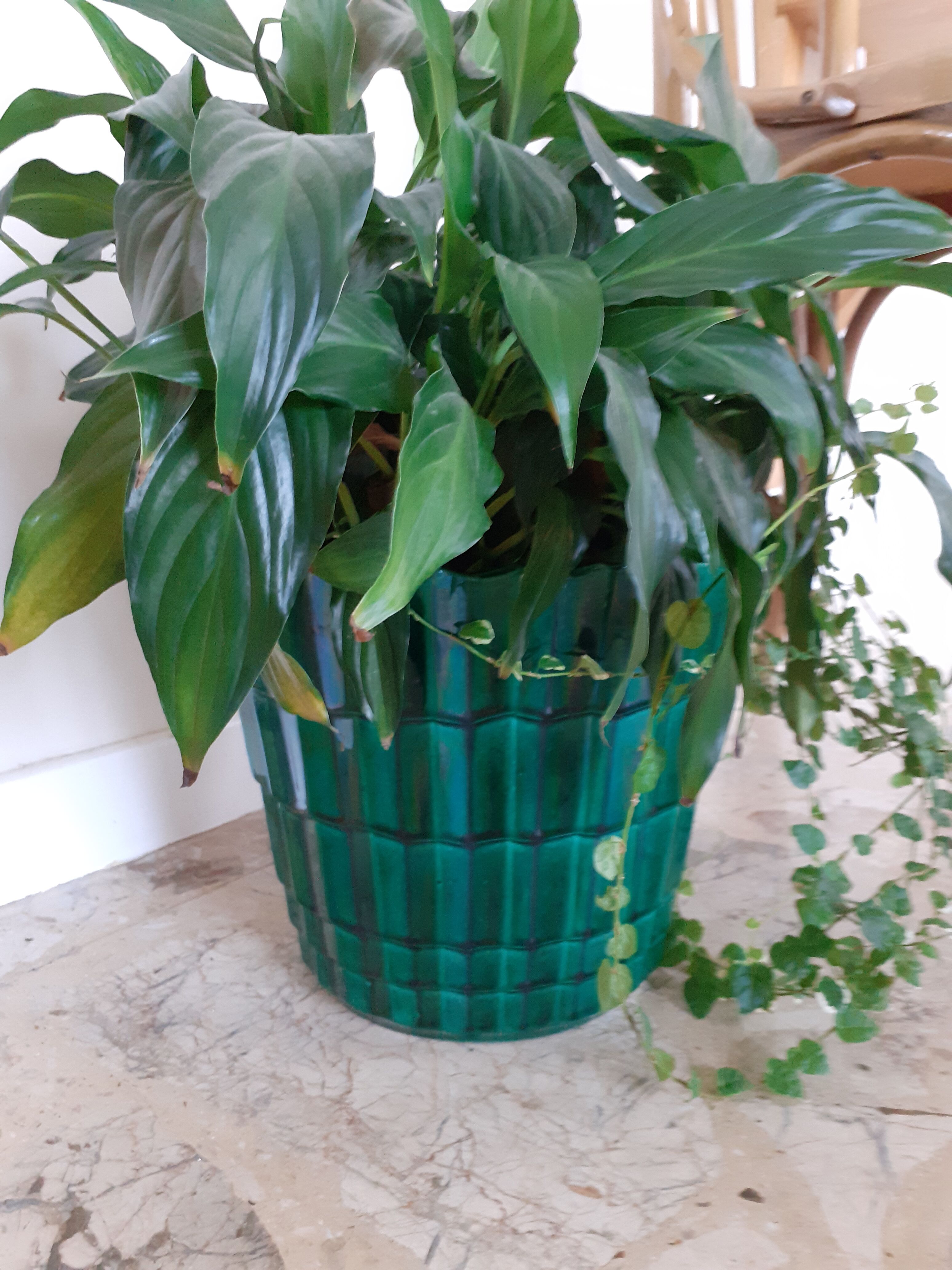 Pot st clement cover