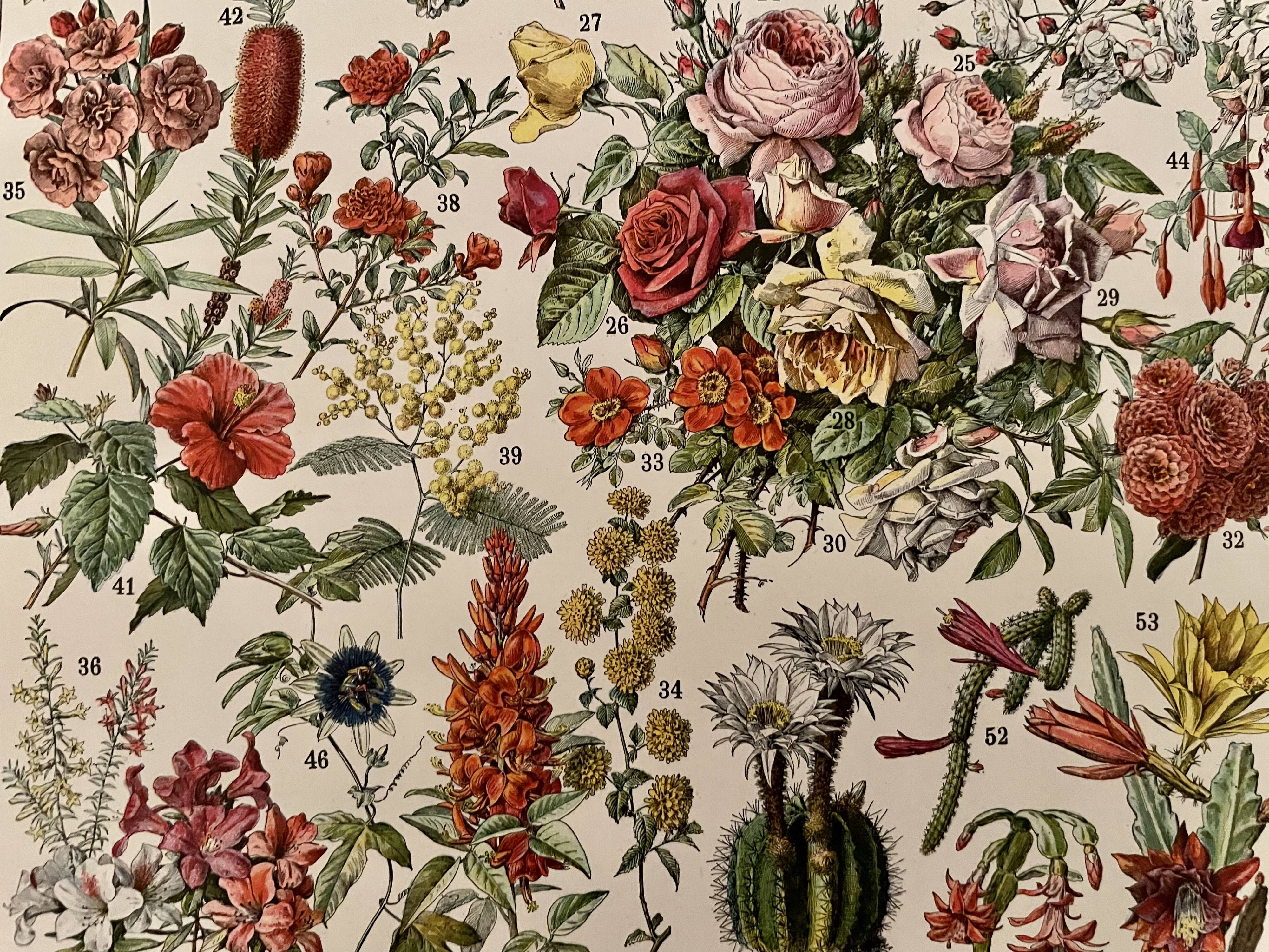 Lithograph engraving on flowers from 1928 (trees and shrubs)