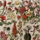 Lithograph engraving on flowers from 1928 (trees and shrubs)
