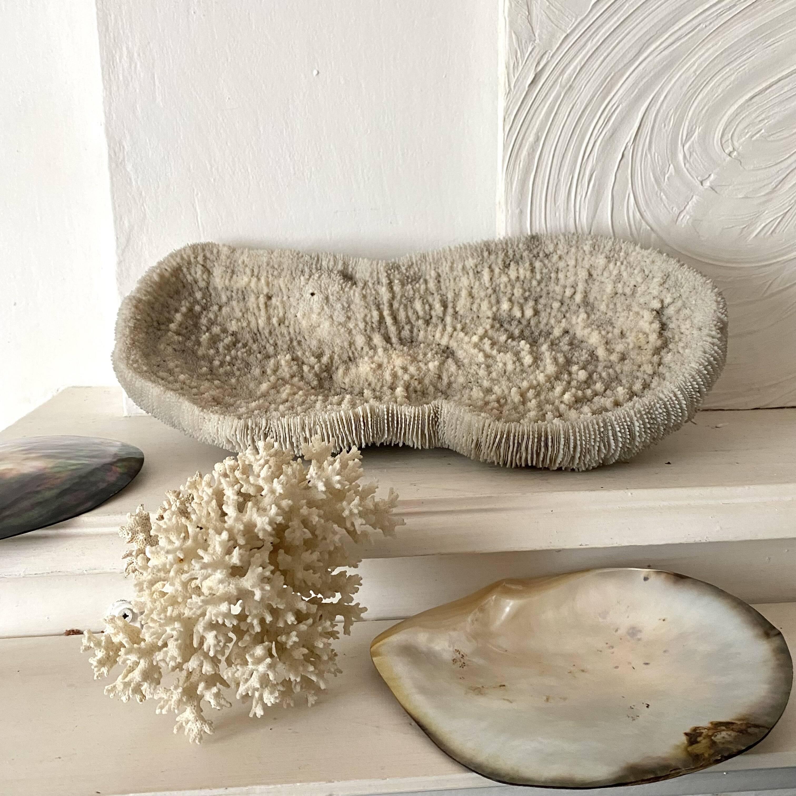 Large "shark cushion" coral 39cm