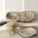 Large "shark cushion" coral 39cm