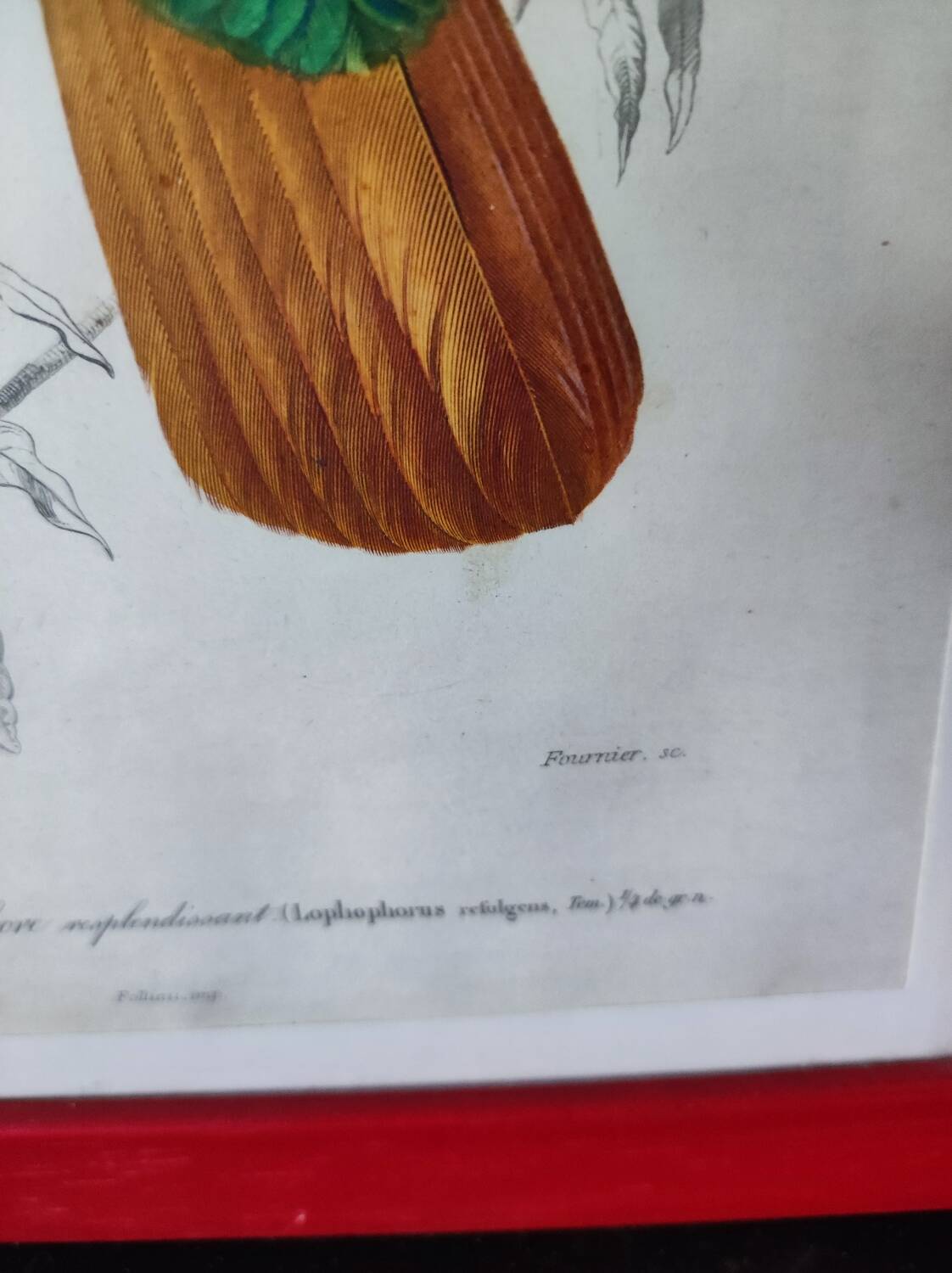 Color lithograph, Gallinaceous, JC Fournier
