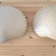 Pair of shell wall lights by Michèle Mahé, 1960s