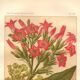 Botanical engraving from 1889 - Flowering tobacco - Lithographic flower plate