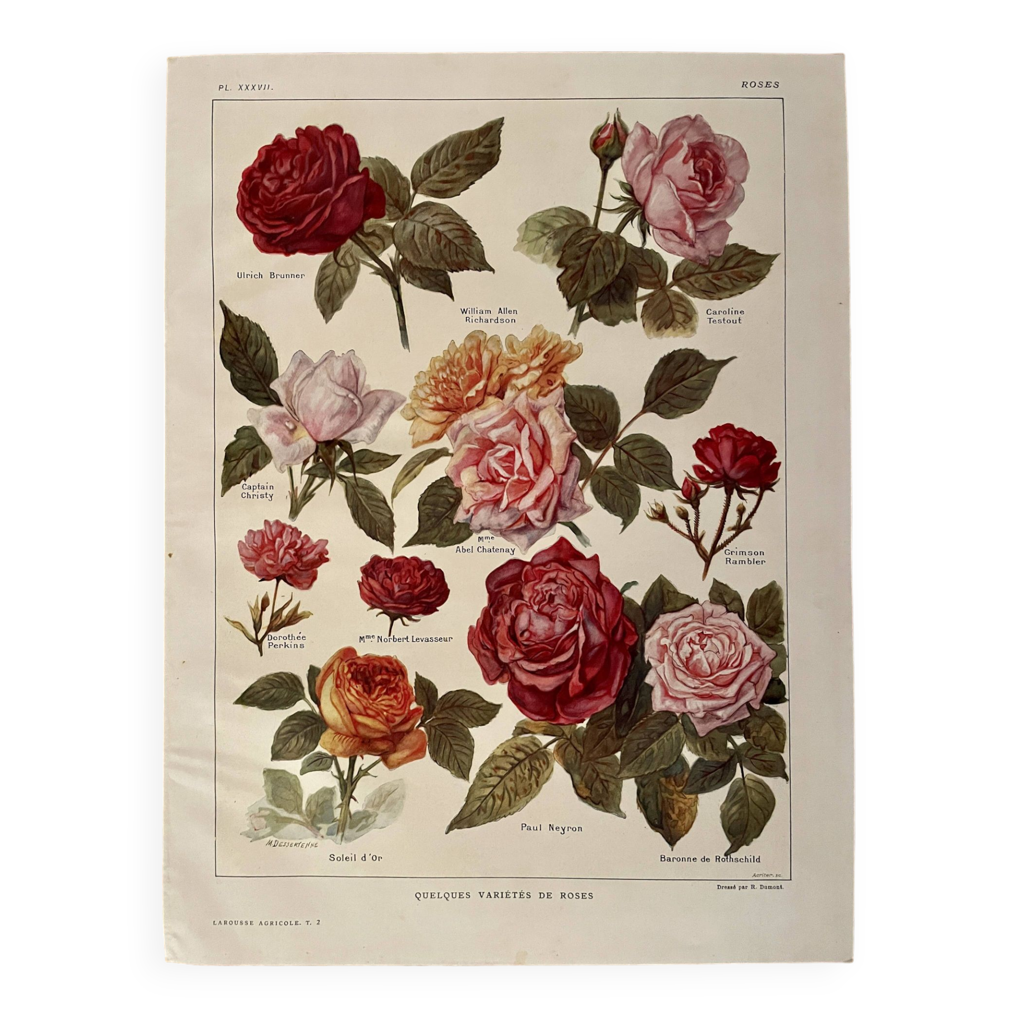 Lithograph on roses - 1920