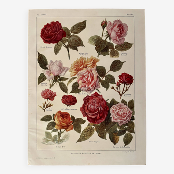 Lithograph on roses - 1920