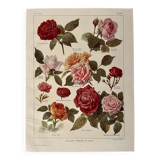 Lithograph on roses - 1920