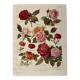 Lithograph on roses - 1920