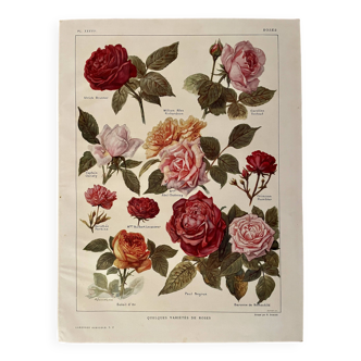 Lithograph on roses - 1920