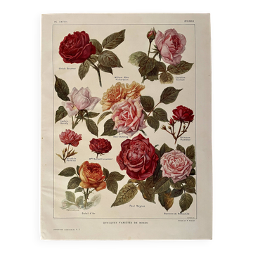 Lithographie sur les roses - 1920