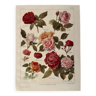 Lithographie sur les roses - 1920