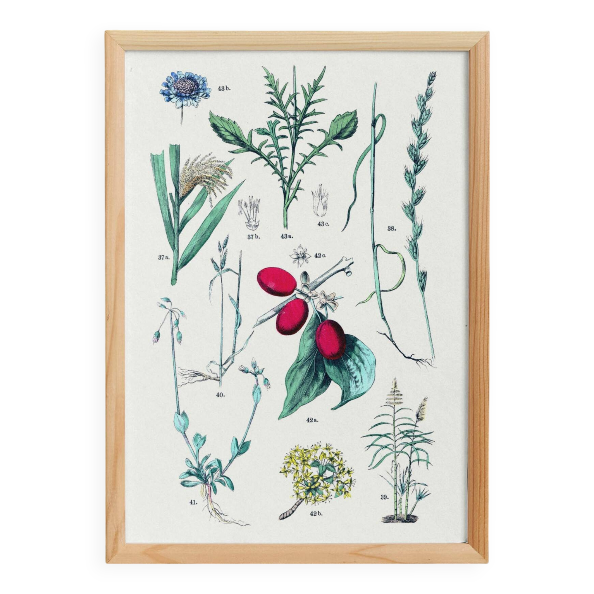 Plant poster based on an 1881 engraving "daregrass"