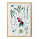 Plant poster based on an 1881 engraving "daregrass"