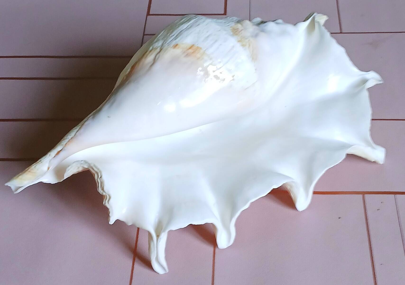 Lambis truncata XL shell, Pacific Ocean.