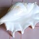Lambis truncata XL shell, Pacific Ocean.