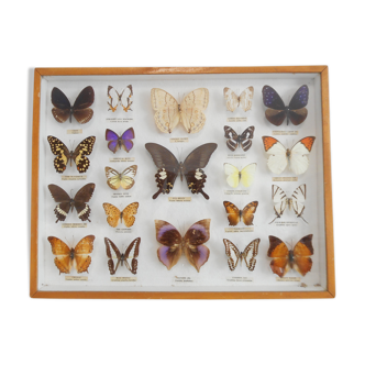 Frame 21 butterflies under glass