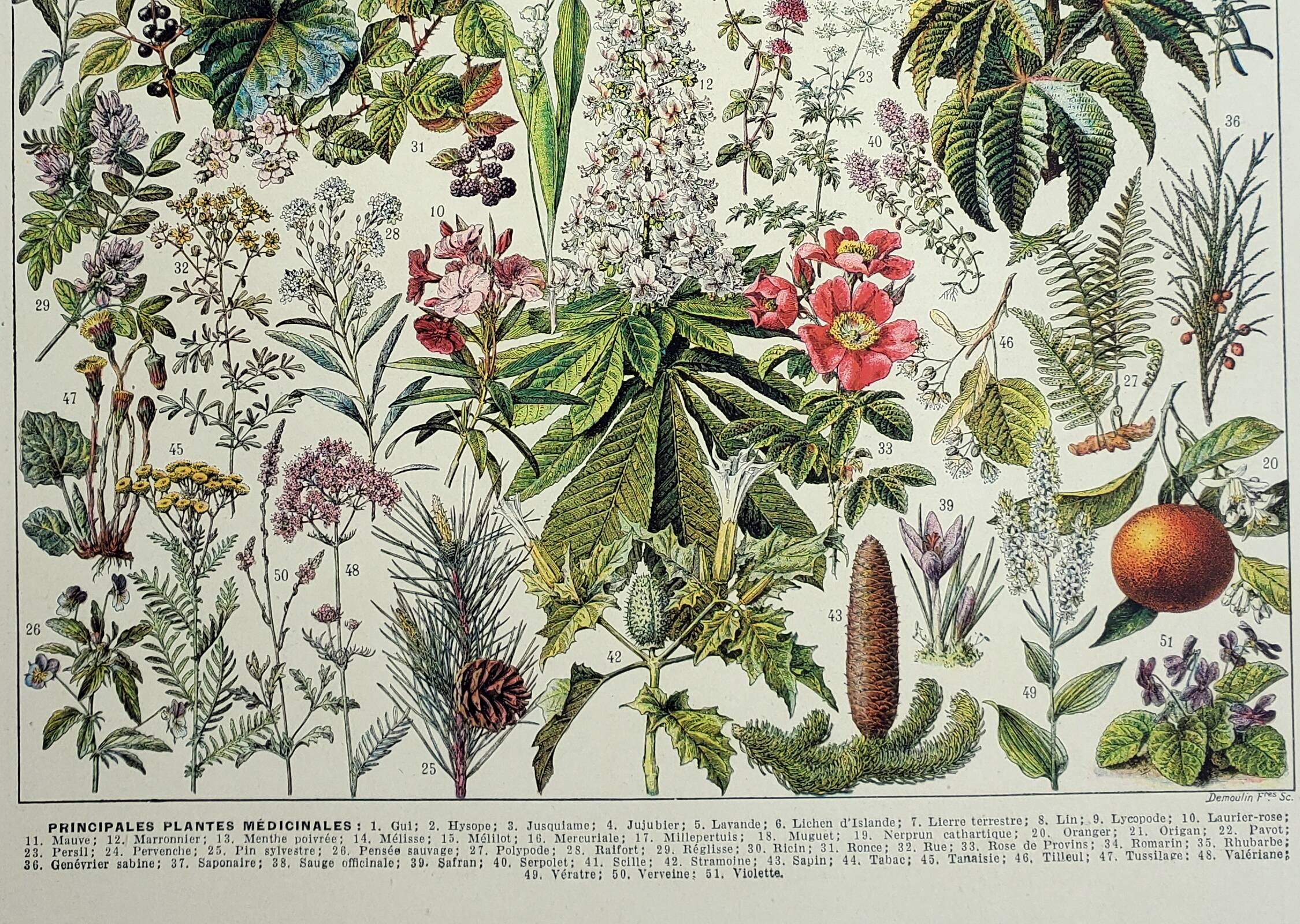 Old engraving 1928, Medicinal plants 2, herbalism • Lithograph, Original plate