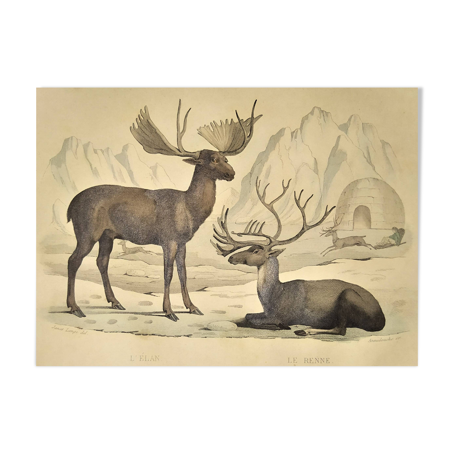 Ornithological Plate Buffon 1838 "Moose & Reindeer"