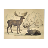 Ornithological Plate Buffon 1838 "Elk & Reindeer"