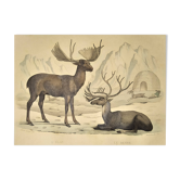 Ornithological Plate Buffon 1838 "Moose & Reindeer"