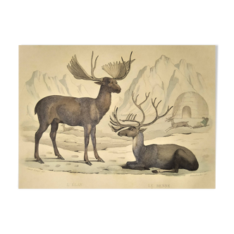 Ornithological Plate Buffon 1838 "Elk & Reindeer"