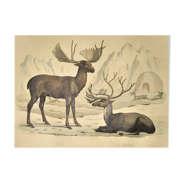 Planche Ornithologique Buffon 1838 "Elan & Renne"